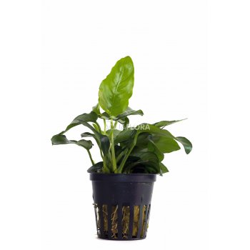 AQUAFLORA - ANUBIAS BARTERI VAR.NANA